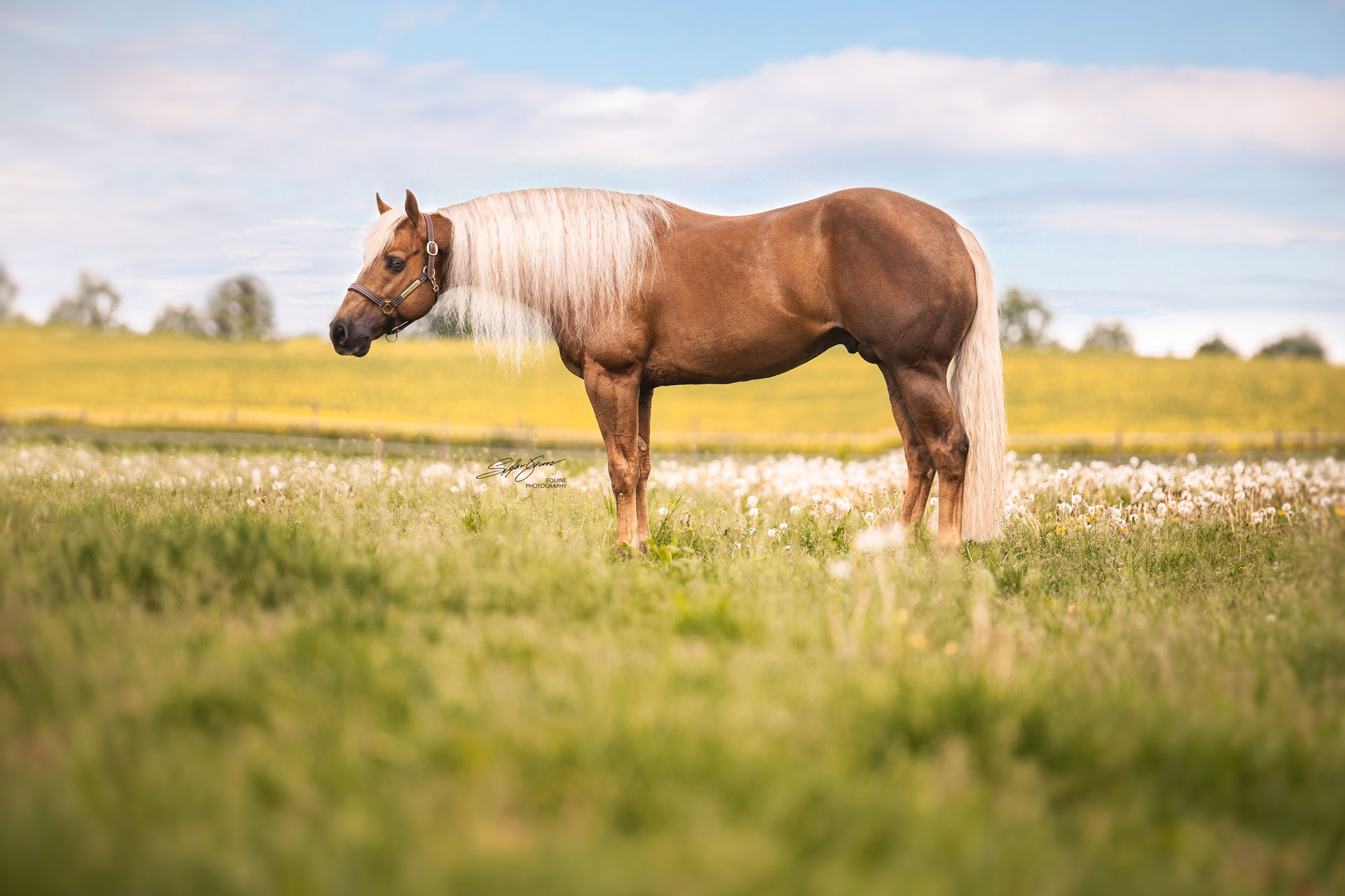 Quarterhorse Stallion Tinseltownssmartest
